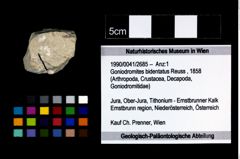 Foto (Objekt + Etikett) von Goniodromites bidentatus (Reuss, 1858)  (NHMW-GEO-1990-0041-2685)